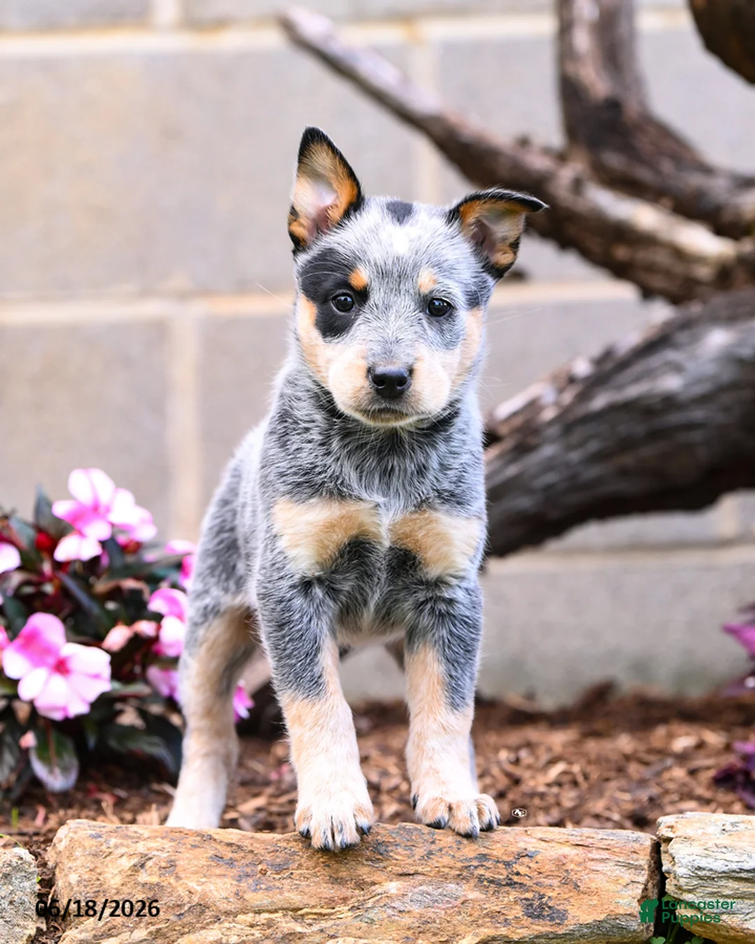 Australian Cattle Dog dogs for sale: Ashley - Ad 1
