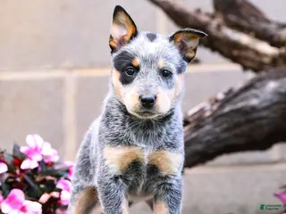 Australian Cattle Dog dogs for sale: Ashley - Ad 2