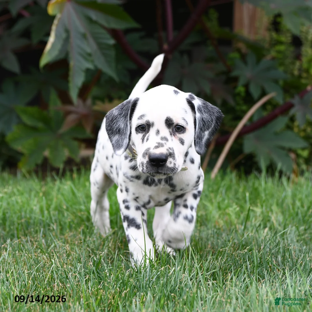 Dalmatian dogs for sale: Lacey - Ad 2