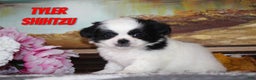 Shih Tzu dogs for sale: Tyler - Ad 1