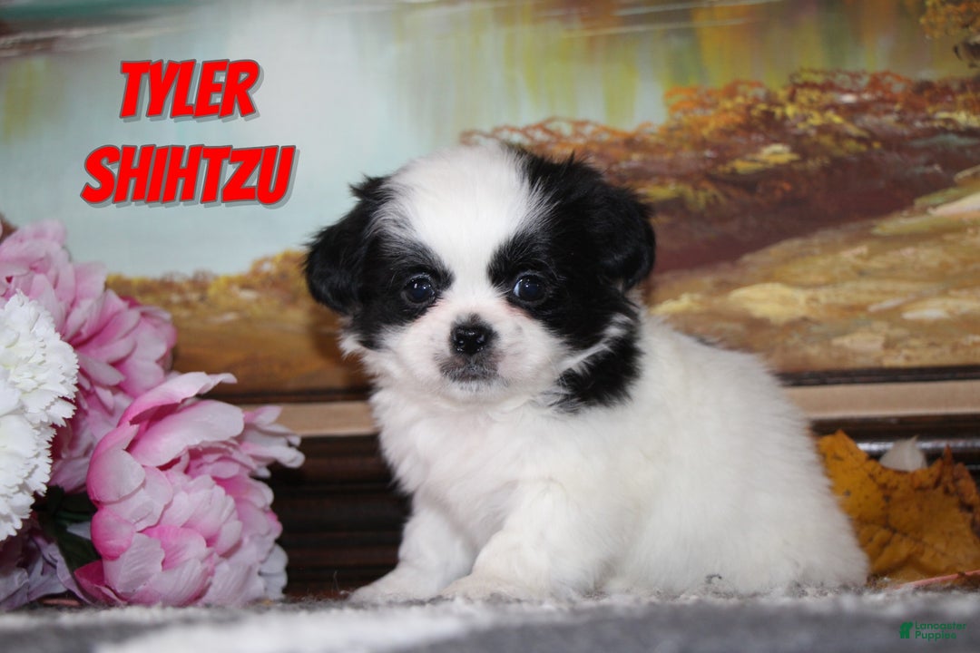 Shih Tzu dogs for sale: Tyler - Ad 1