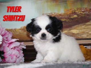 Shih Tzu dogs Tyler - Ad 6