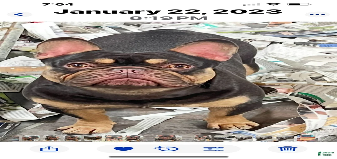 Gallery Image {{count}}