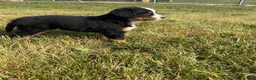 Bernese Mountain Dog dogs for sale: Paisley - Ad 8