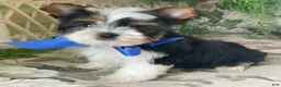 Biewer Terrier dogs for sale: Whisper - Ad 15