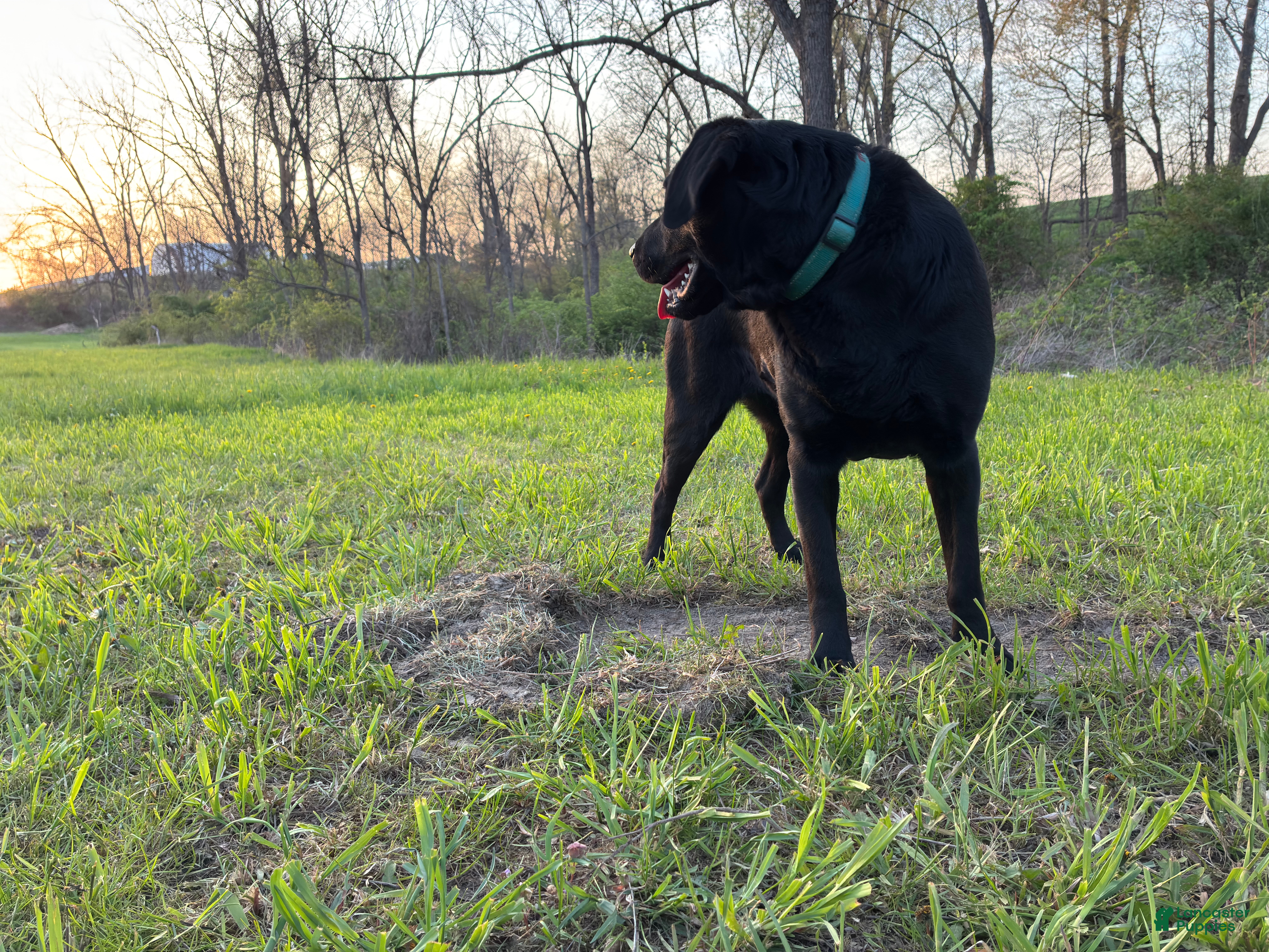 Labrador Retriever dogs Max  - Ad 2