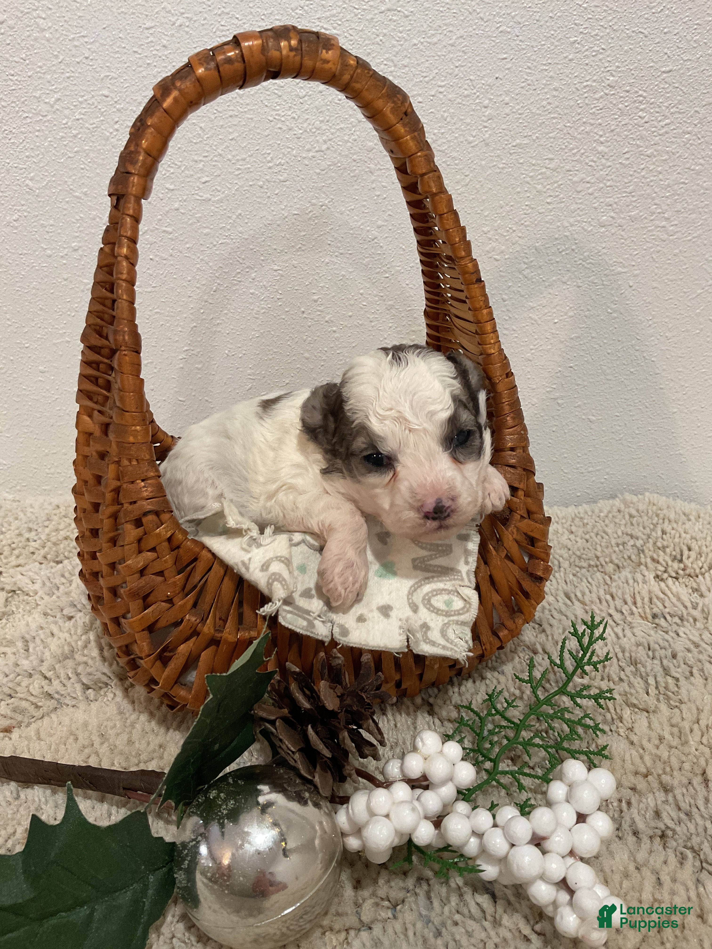 Maltipoo dogs NOEL - Ad 42