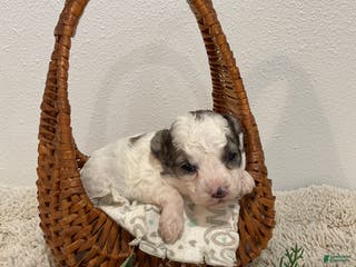 Maltipoo dogs for sale: NOEL - Ad 2