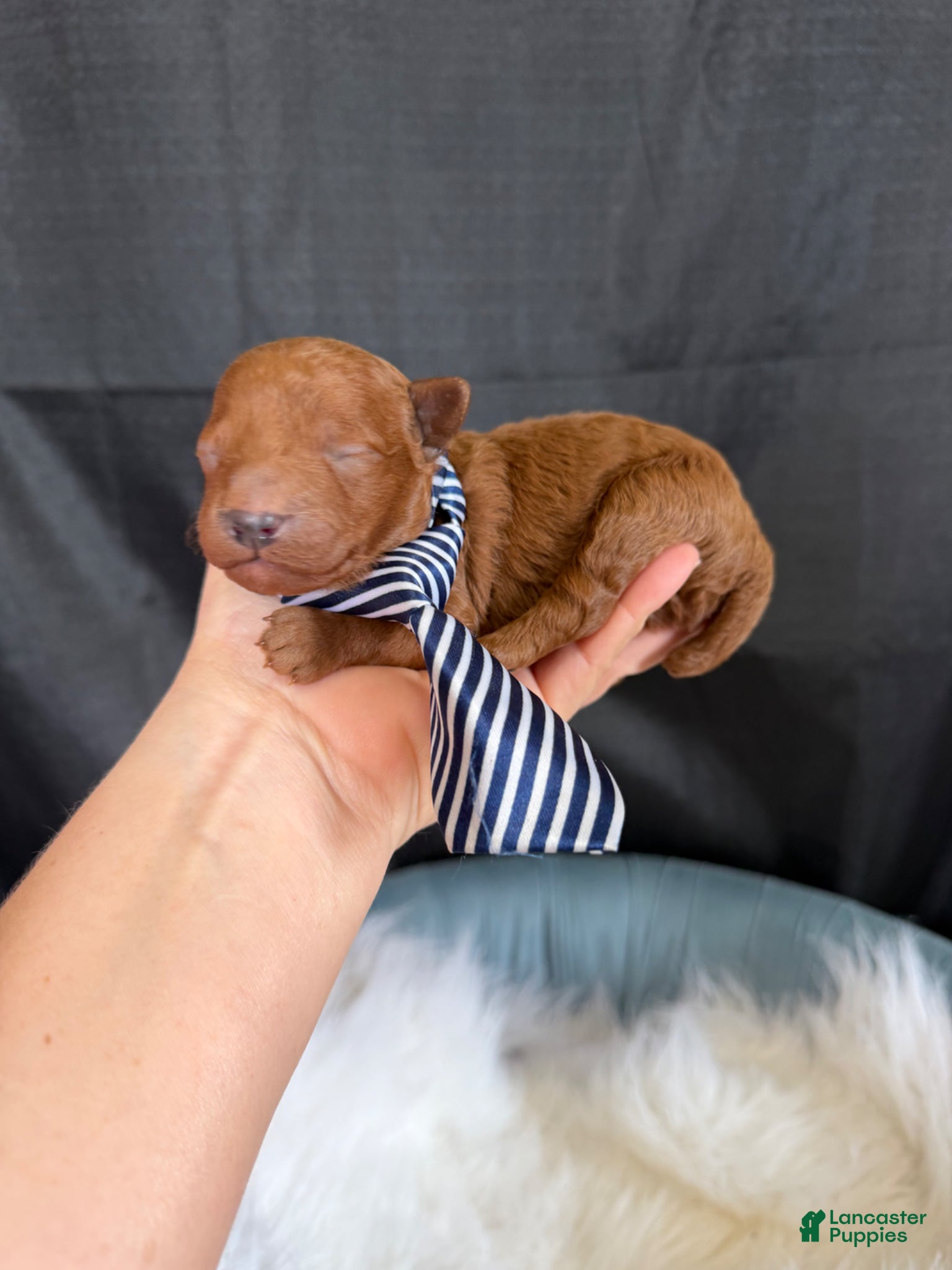 Toy Poodle dogs for sale: Akc Bred the Color Red Boy - Ad 8