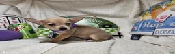 Chihuahua dogs for sale: Angel Boy - Ad 5