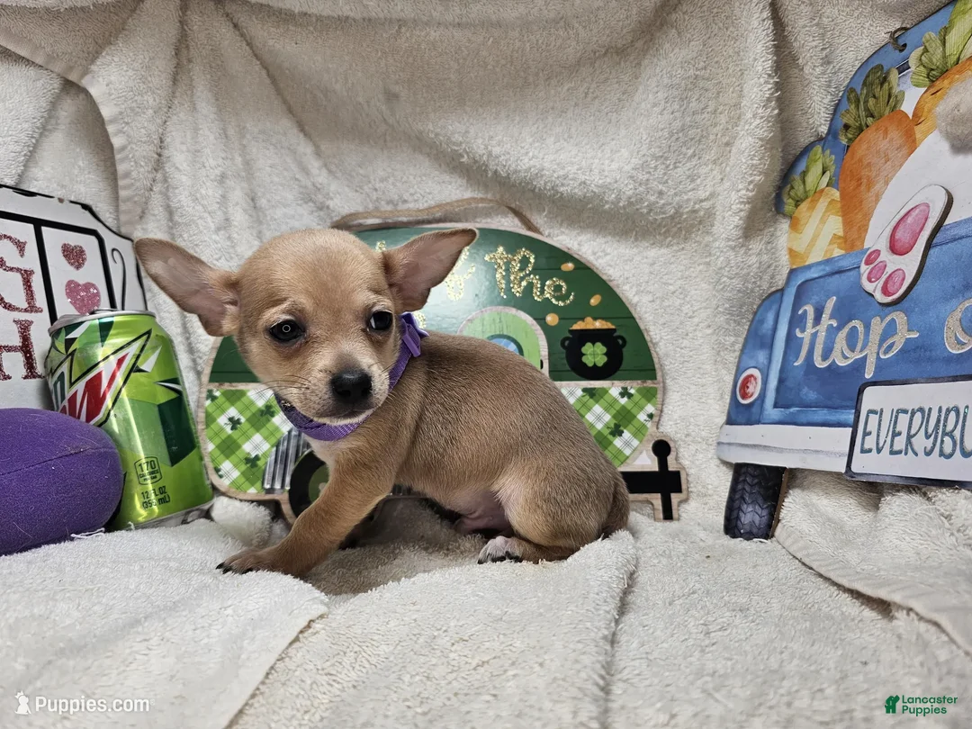 Chihuahua dogs for sale: Angel Boy - Ad 5