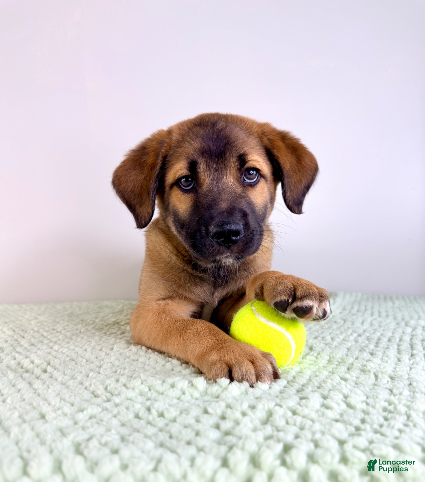 Mixed Breed dogs Moose - Ad 30