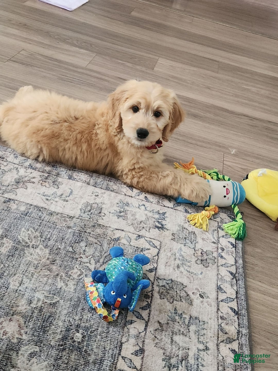 Gallery Image {{count}}