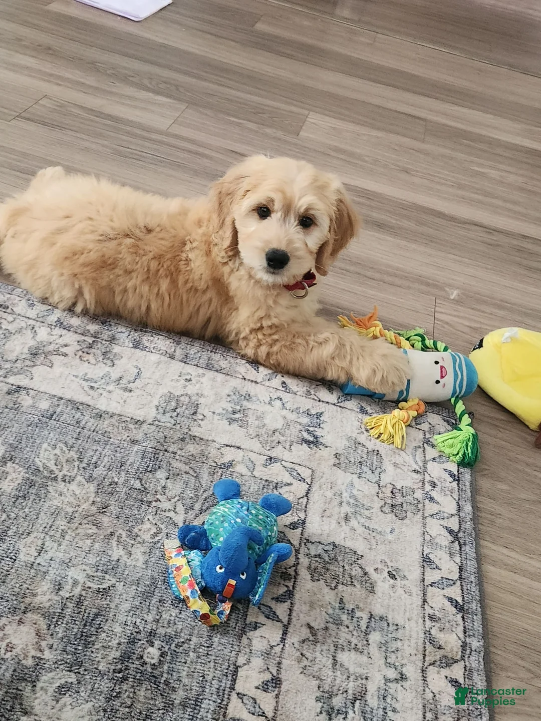 Gallery Image {{count}}