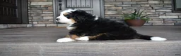 Mini Bernedoodle dogs for sale: Jax - Ad 12