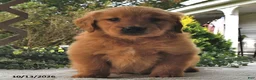 Golden Retriever dogs for sale: Cinnamon   - Ad 4