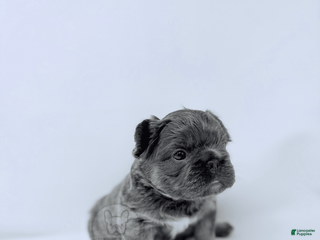 French Bulldog dogs - Ad 3