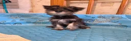 Miniature Schnauzer dogs for sale: Sam - Ad 4
