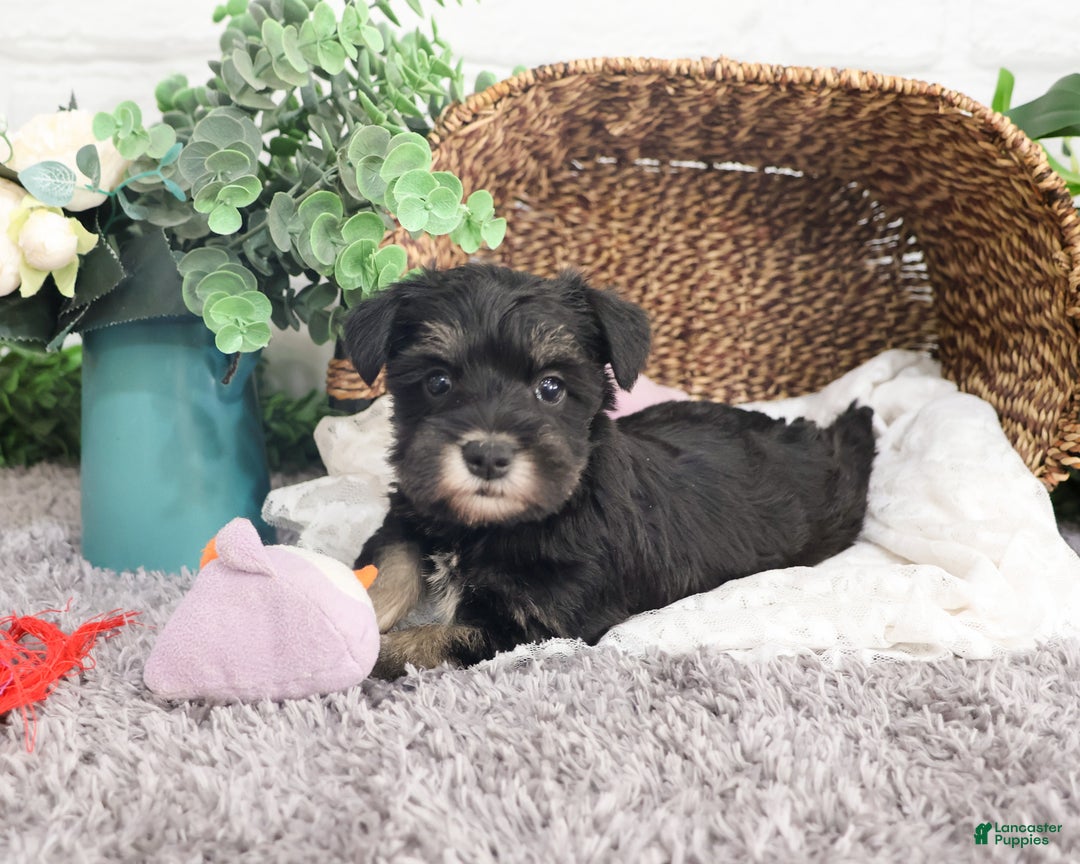 Miniature Schnauzer dogs for sale: Rita - Ad 1