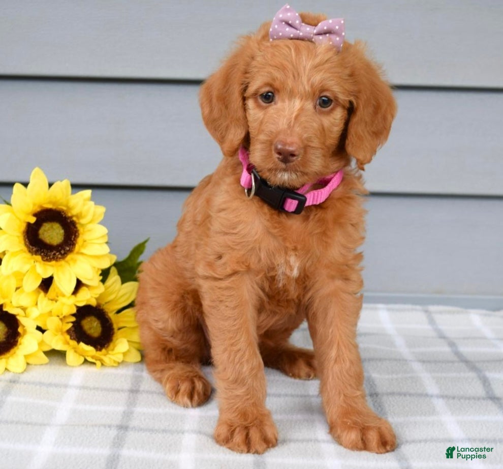 Labradoodle dogs Cassie - Ad 2