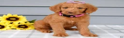 Labradoodle dogs for sale: Cassie - Ad 2