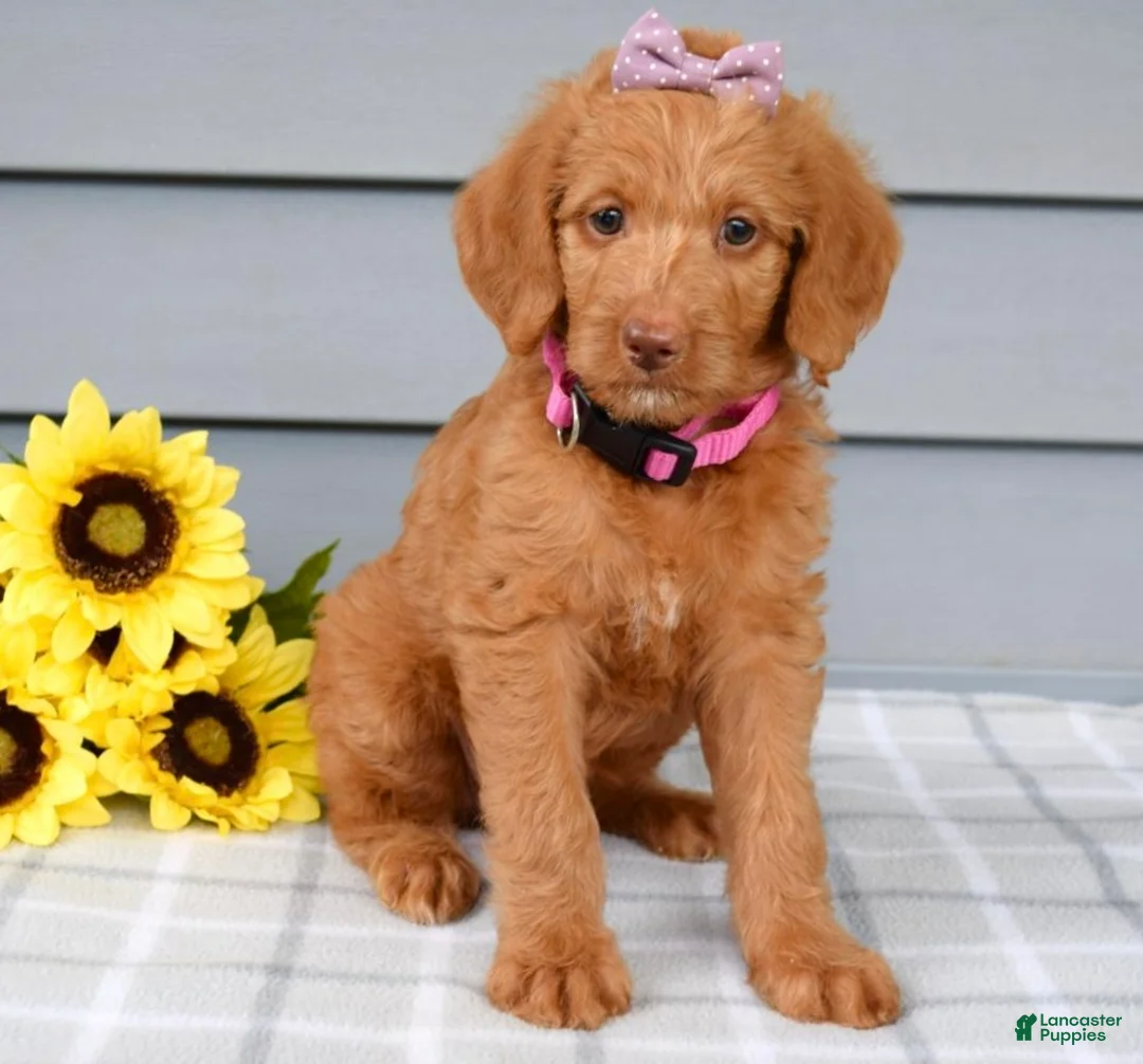 Labradoodle dogs for sale: Cassie - Ad 2