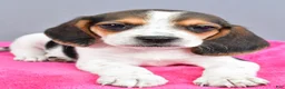 Beagle dogs for sale: Daisy - Ad 4