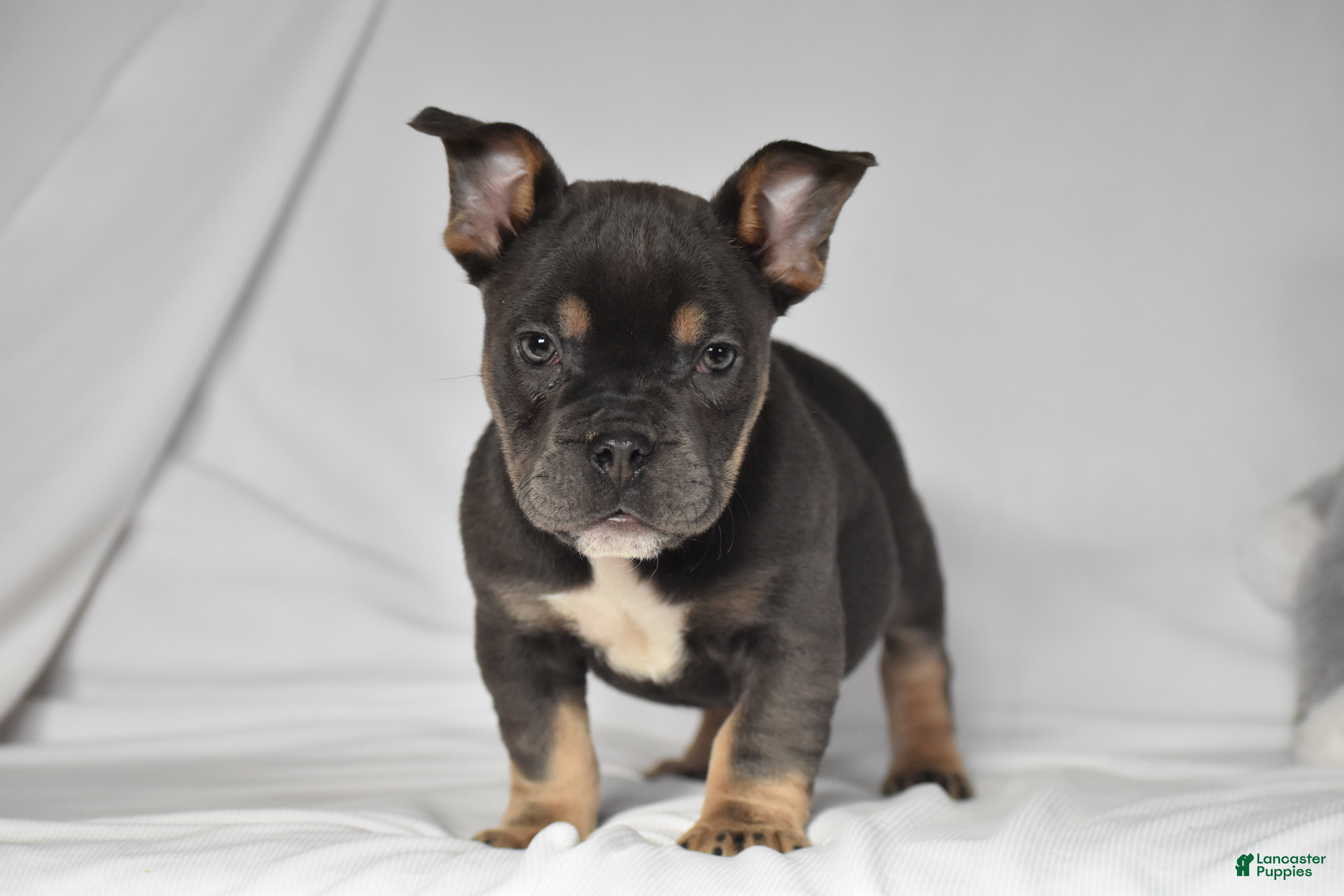 Mixed Breed dogs Chase - Ad 24