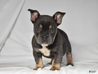 Mixed Breed dogs Chase - Ad 4