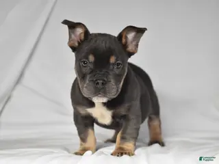 Beabull dogs Chase - Ad 5