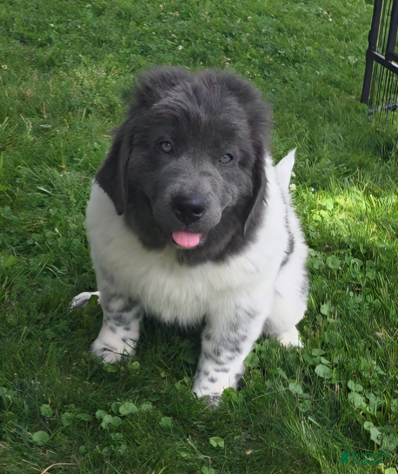Newfoundland dogs Angel - Ad 2