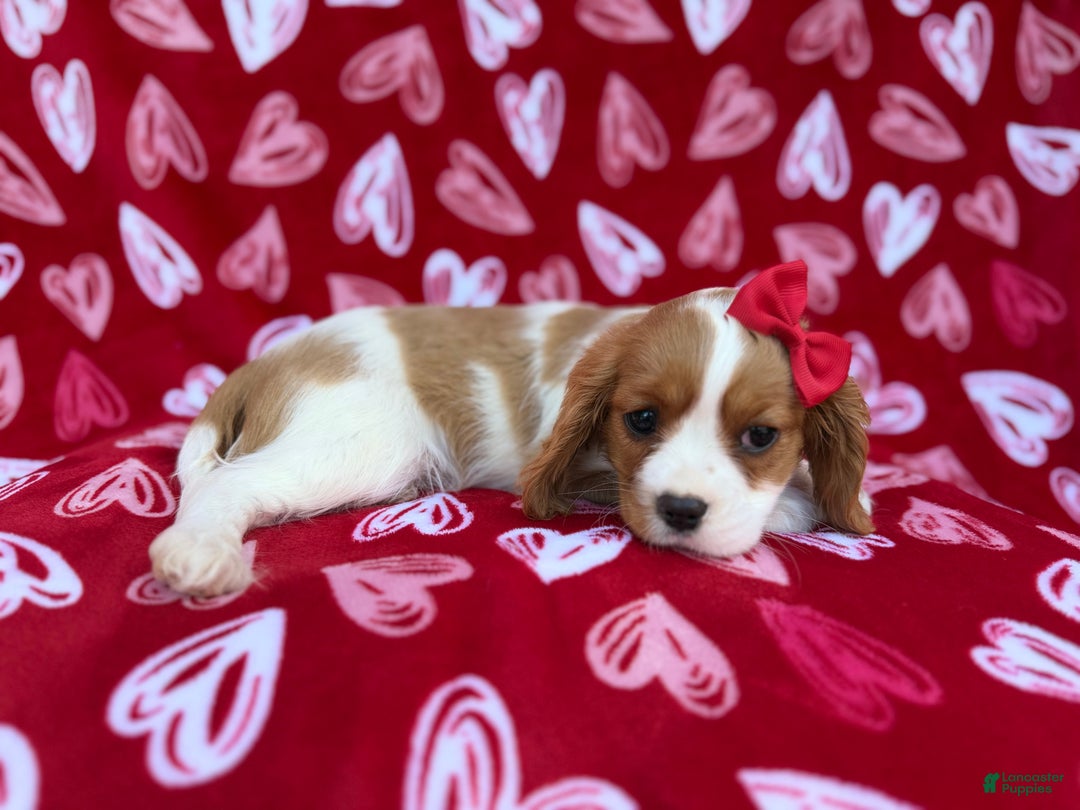 Cavalier King Charles Spaniel dogs for sale: Noel - Ad 2