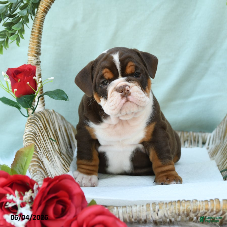 English Bulldog dogs for sale: Dixie - Ad 2
