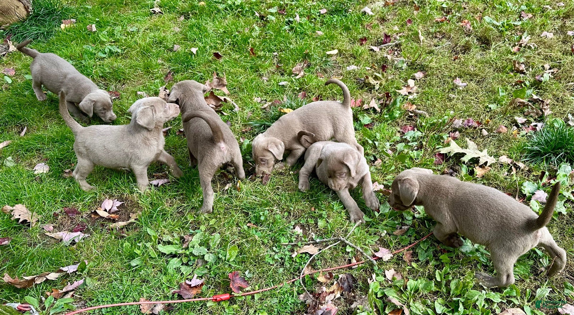 Labrador Retriever dogs Labrador Retriever 3 - Ad 10