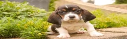 Basset Hound dogs for sale: Millicent - Ad 7