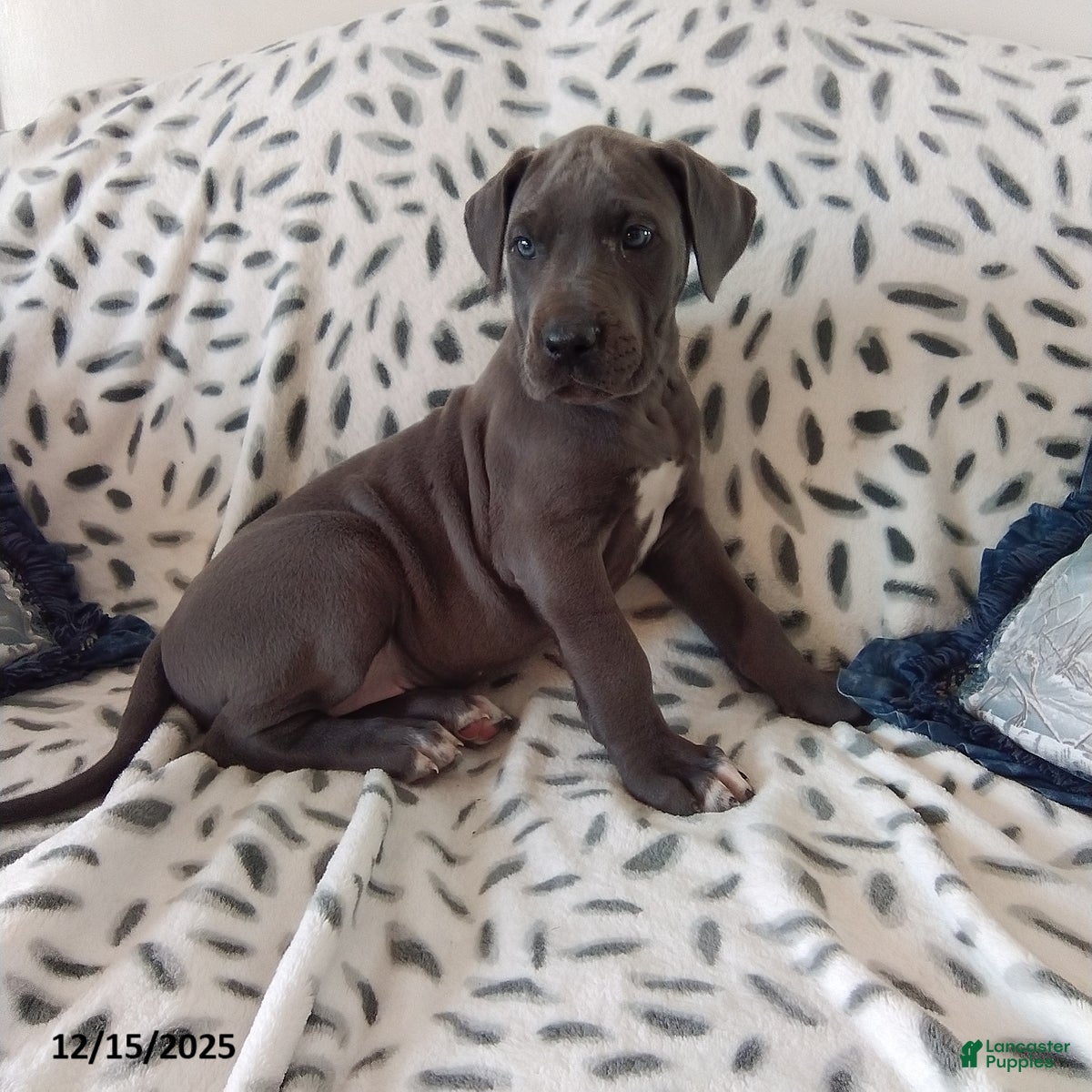 Great Dane dogs Kyla - Ad 9