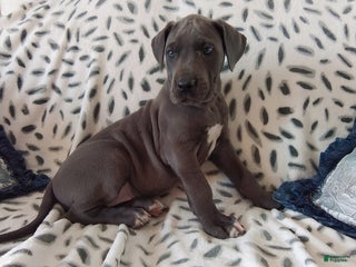 Great Dane dogs Kyla - Ad 30