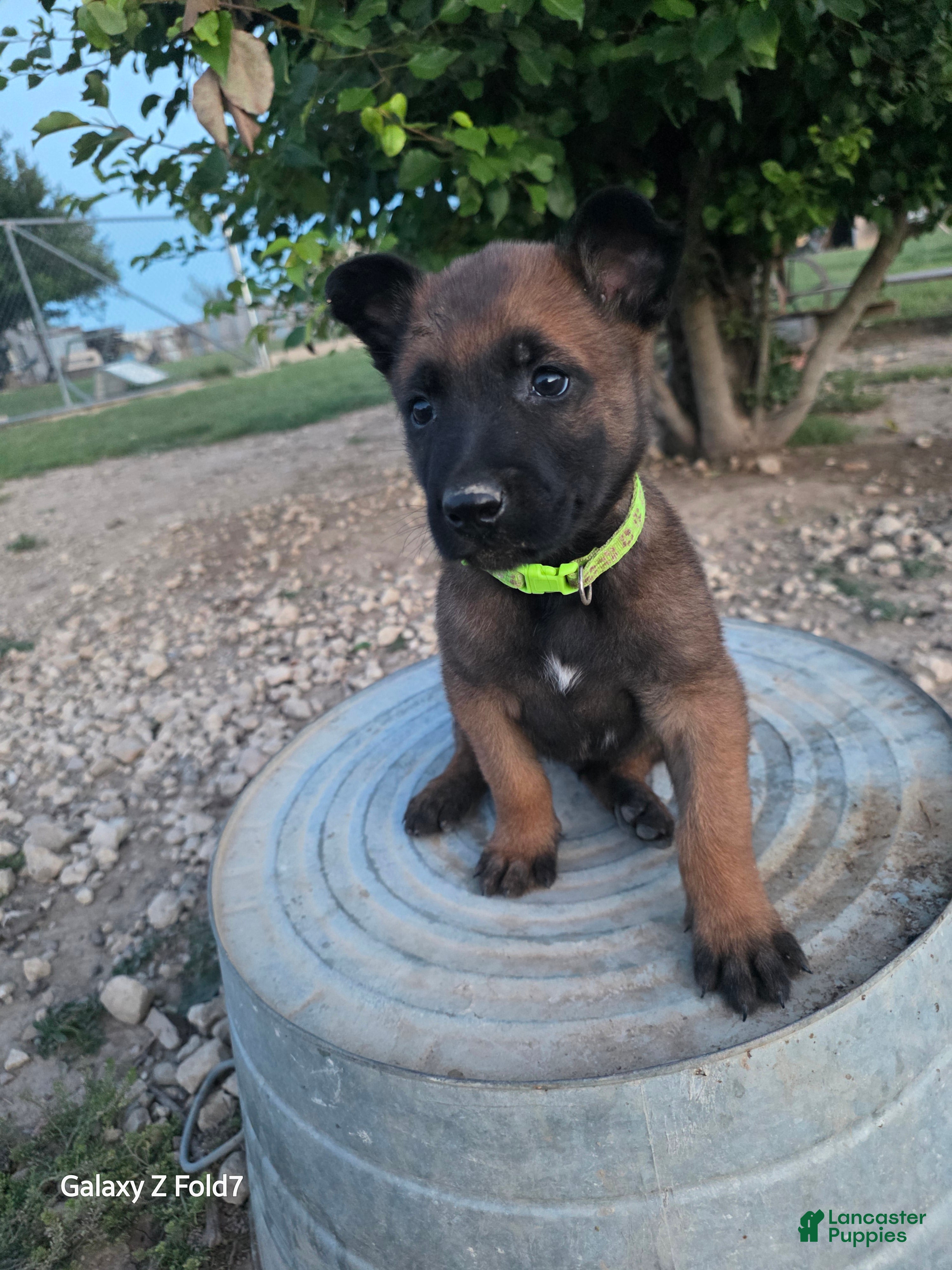 Belgian Malinois dogs Belgian Malinois Puppy 7 - Ad 18