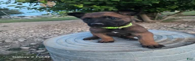 Belgian Malinois Puppy 7
