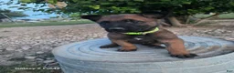 Belgian Malinois dogs for sale: Belgian Malinois Puppy 7 - Ad 1
