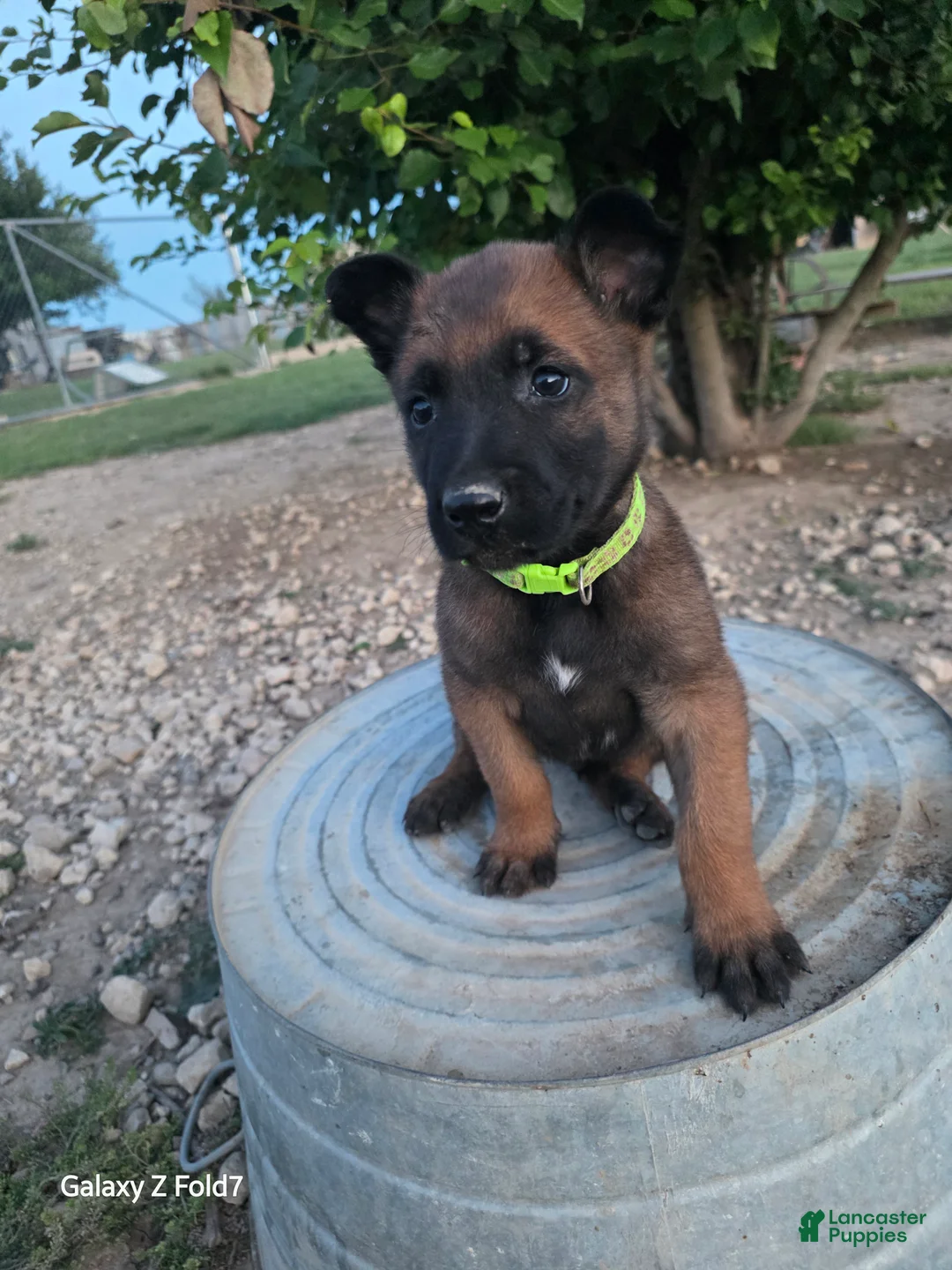Belgian Malinois dogs for sale: Belgian Malinois Puppy 7 - Ad 1