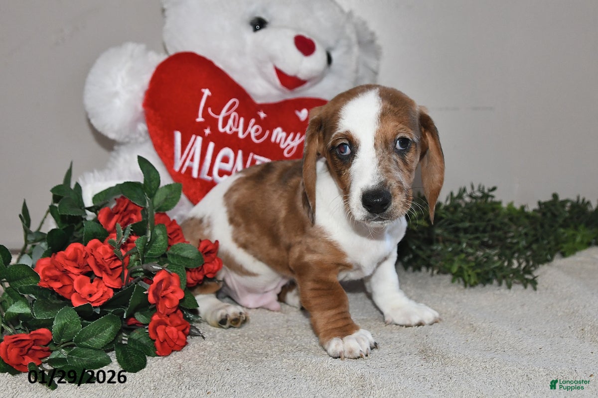 Miniature Dachshund dogs Greg - Ad 30