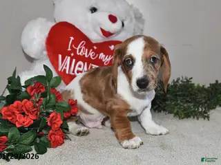 Miniature Dachshund dogs Greg - Ad 30