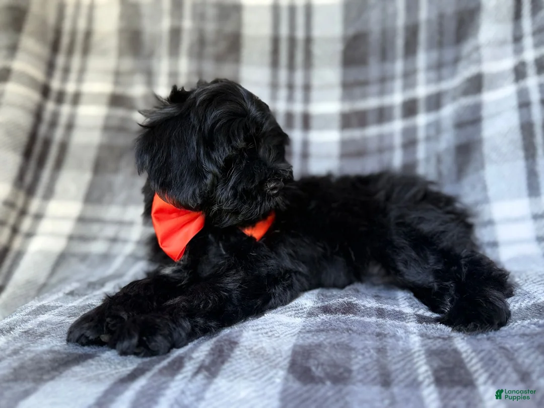 Shihpoo dogs for sale: Zander - Ad 9