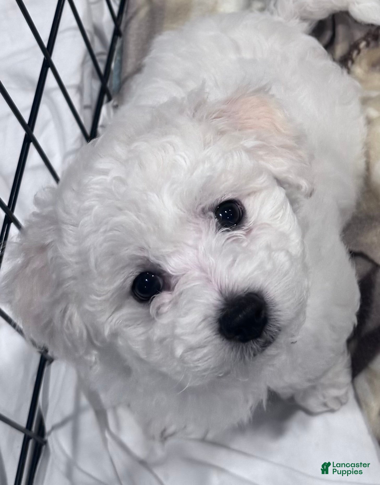 Bichon Frise