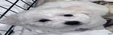 Bichon Frise 1