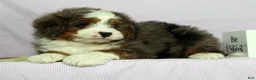 Mini Bernedoodle dogs for sale: Luke - Ad 6