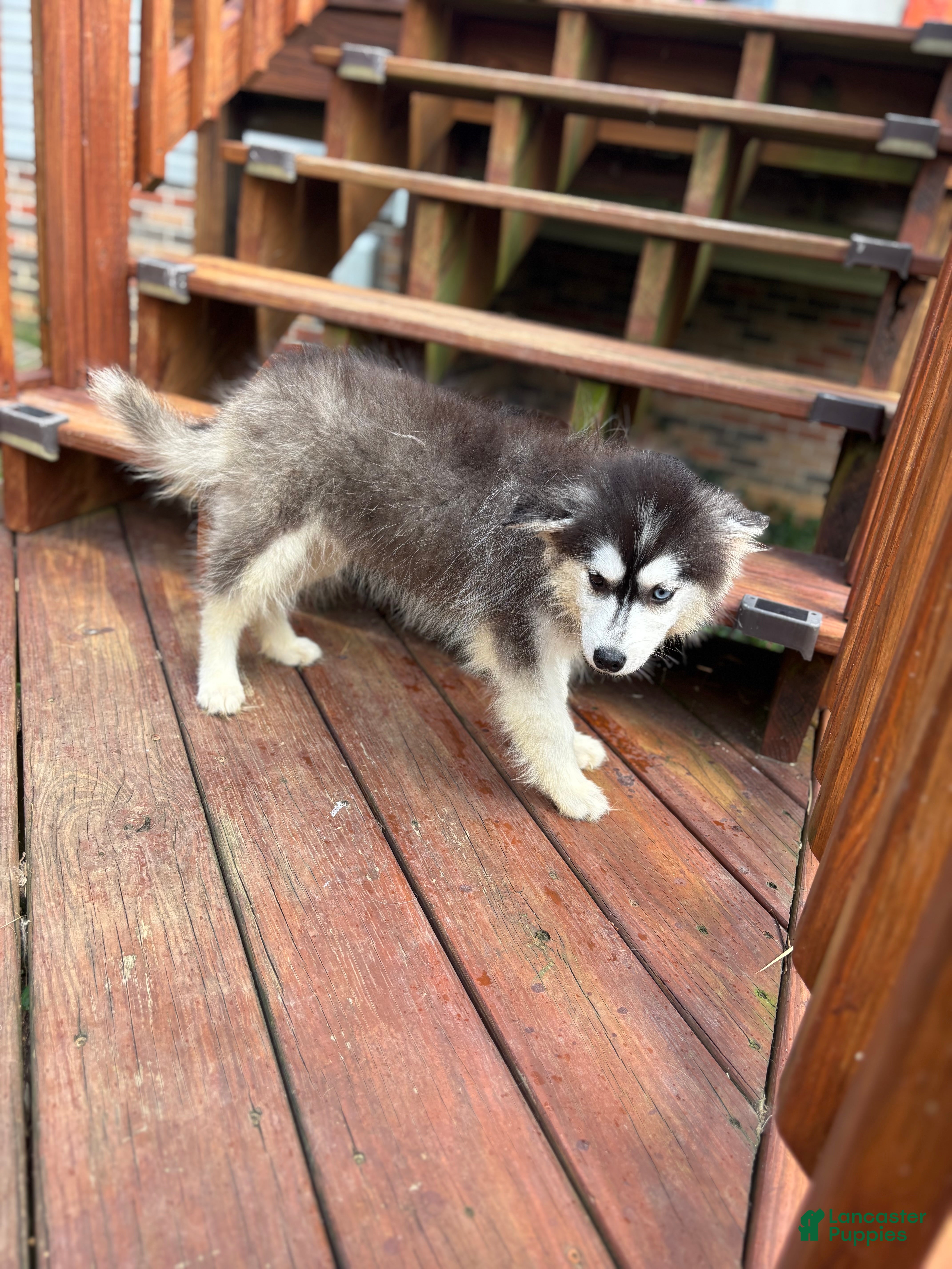 Pomsky dogs Onyx - Ad 5