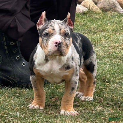 American Bully dogs Emmy - Ad 1