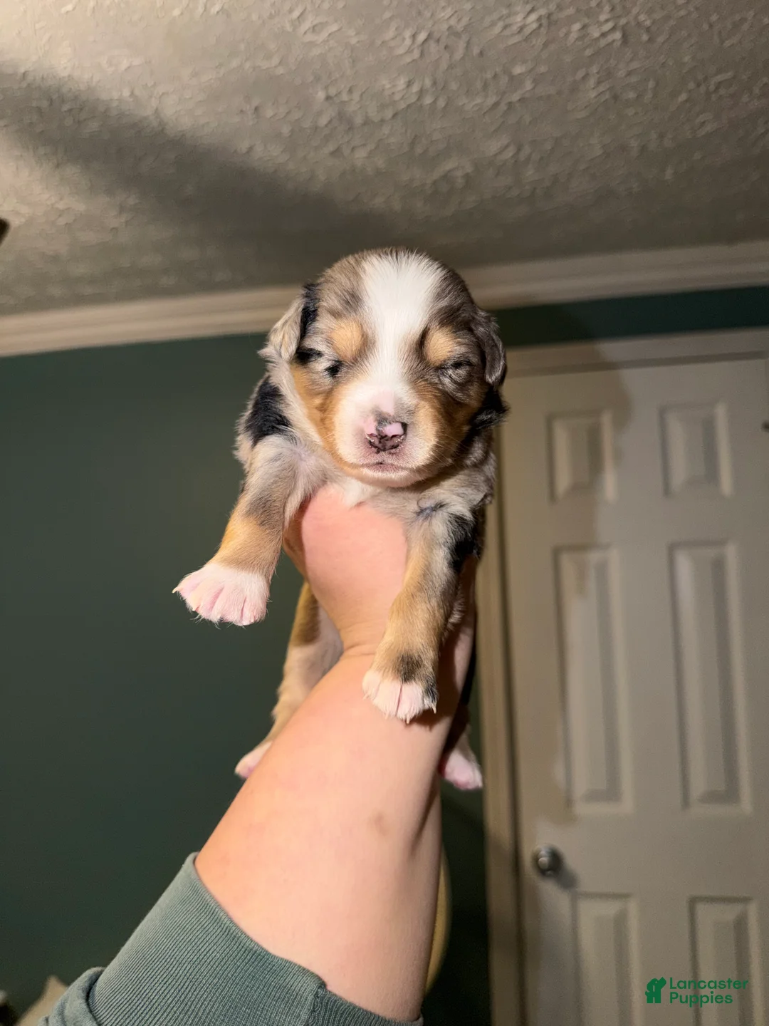 Miniature Australian Shepherd dogs for sale: Kayce - Ad 7
